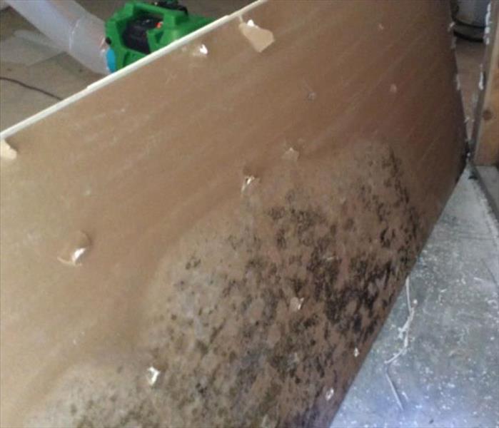 back of a piece of drywall covered in mold