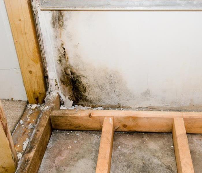 Mold on the walling of a room. 